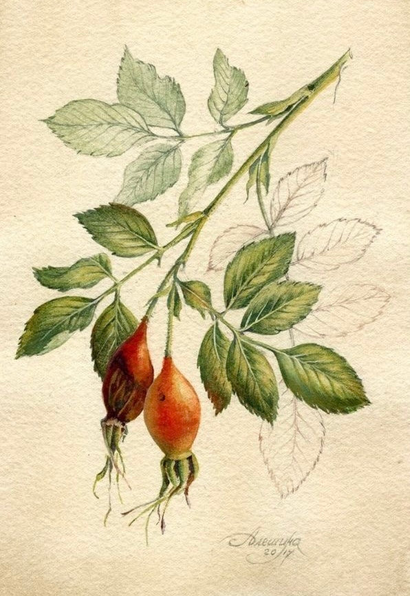 Hyben & Havtorn Ansigts Olie